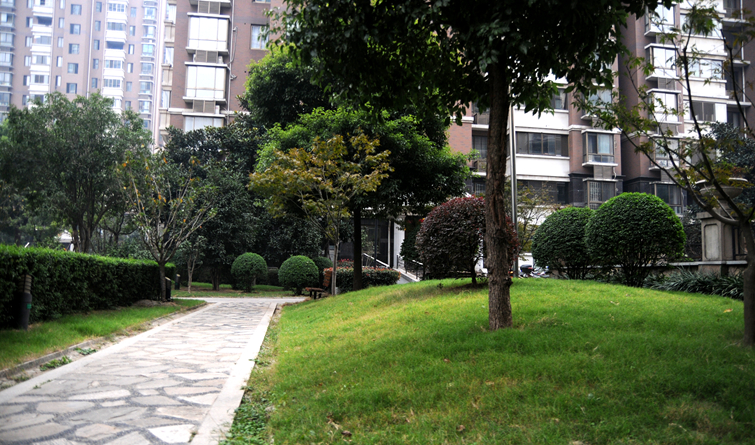 改造后,華亭陽光綠洲小區(qū)綠草如茵