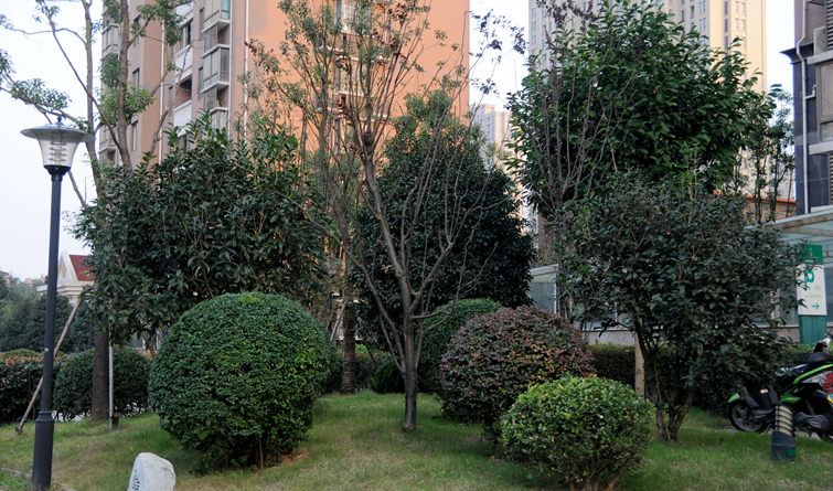 華亭陽光綠洲小區(qū)綠化景觀